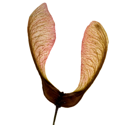 SYAMORE%20SEED%20%20